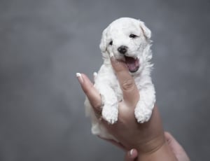 white long coated puppy thumbnail