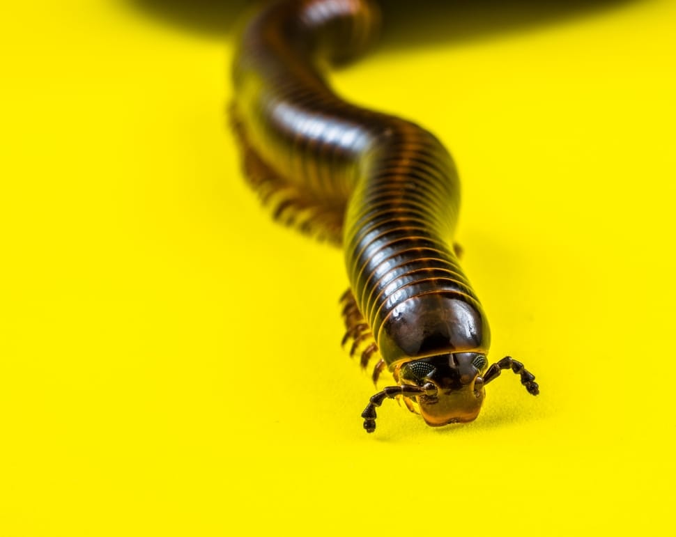 Millipedes, Arthropod, insect, one animal preview