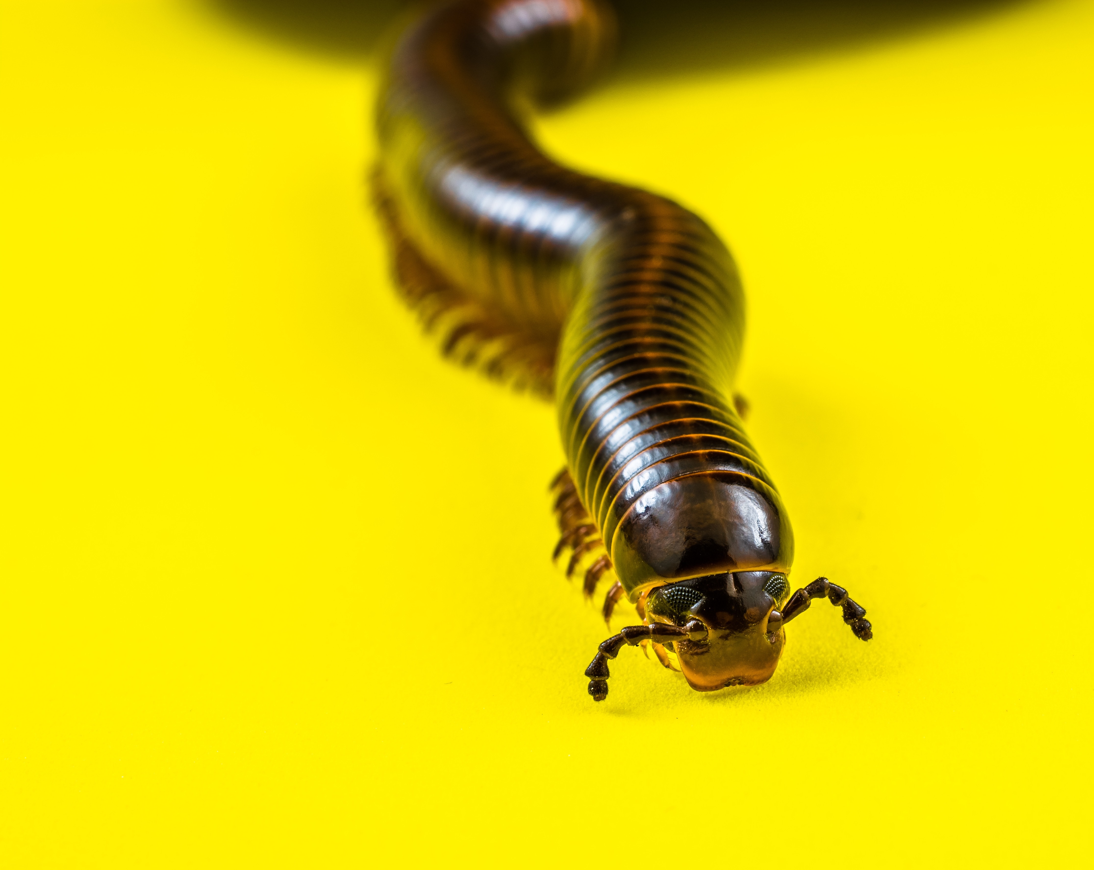 Millipedes, Arthropod, insect, one animal