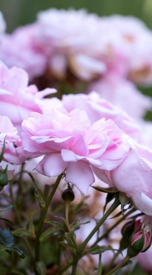 Roses, Pink, Pink Roses, Flower, pink color, flower thumbnail