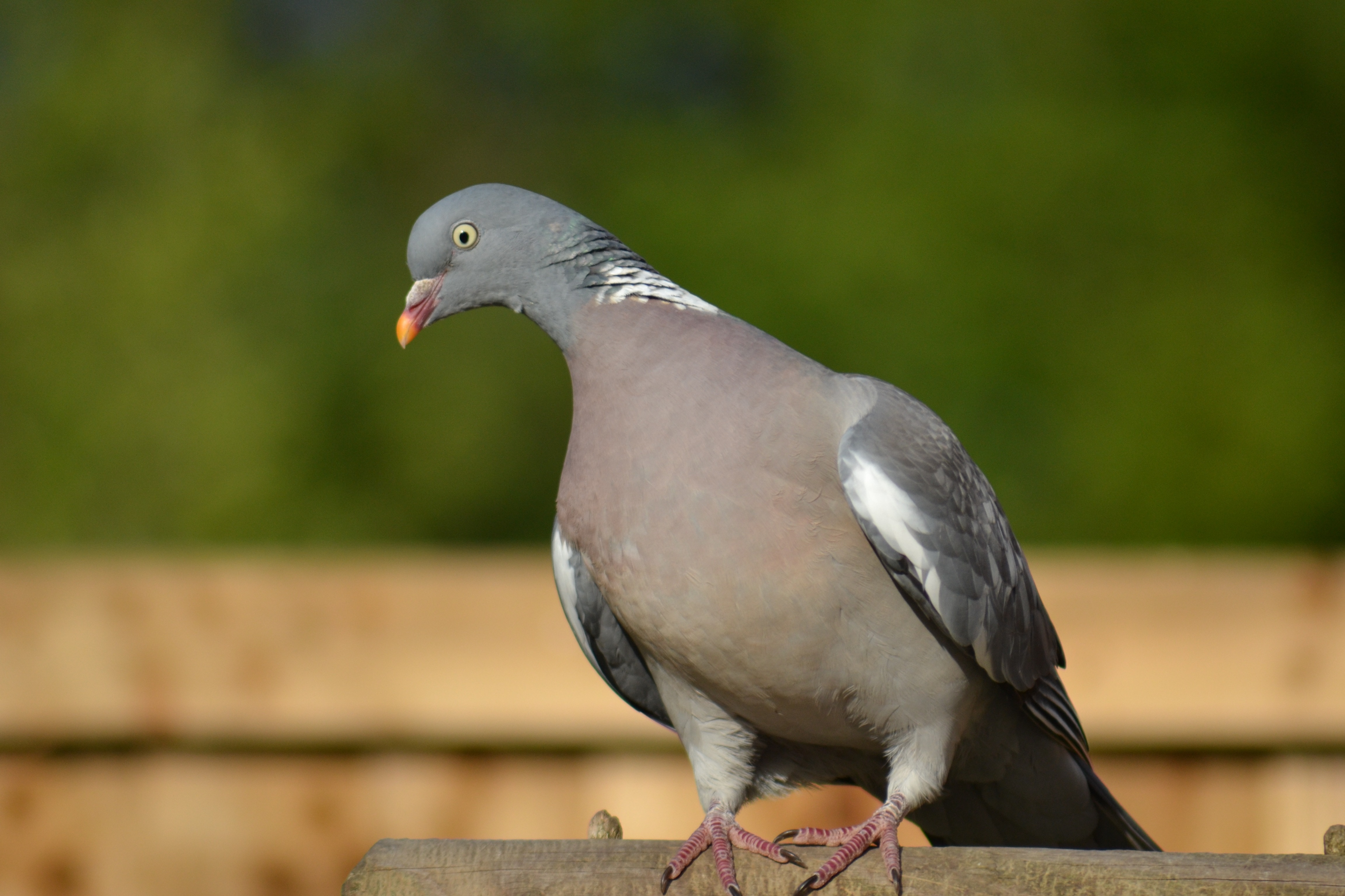 grey and white pigeons