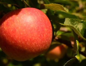 Tree, Apple, Apple Tree, Fruit, Healthy, food and drink, fruit thumbnail