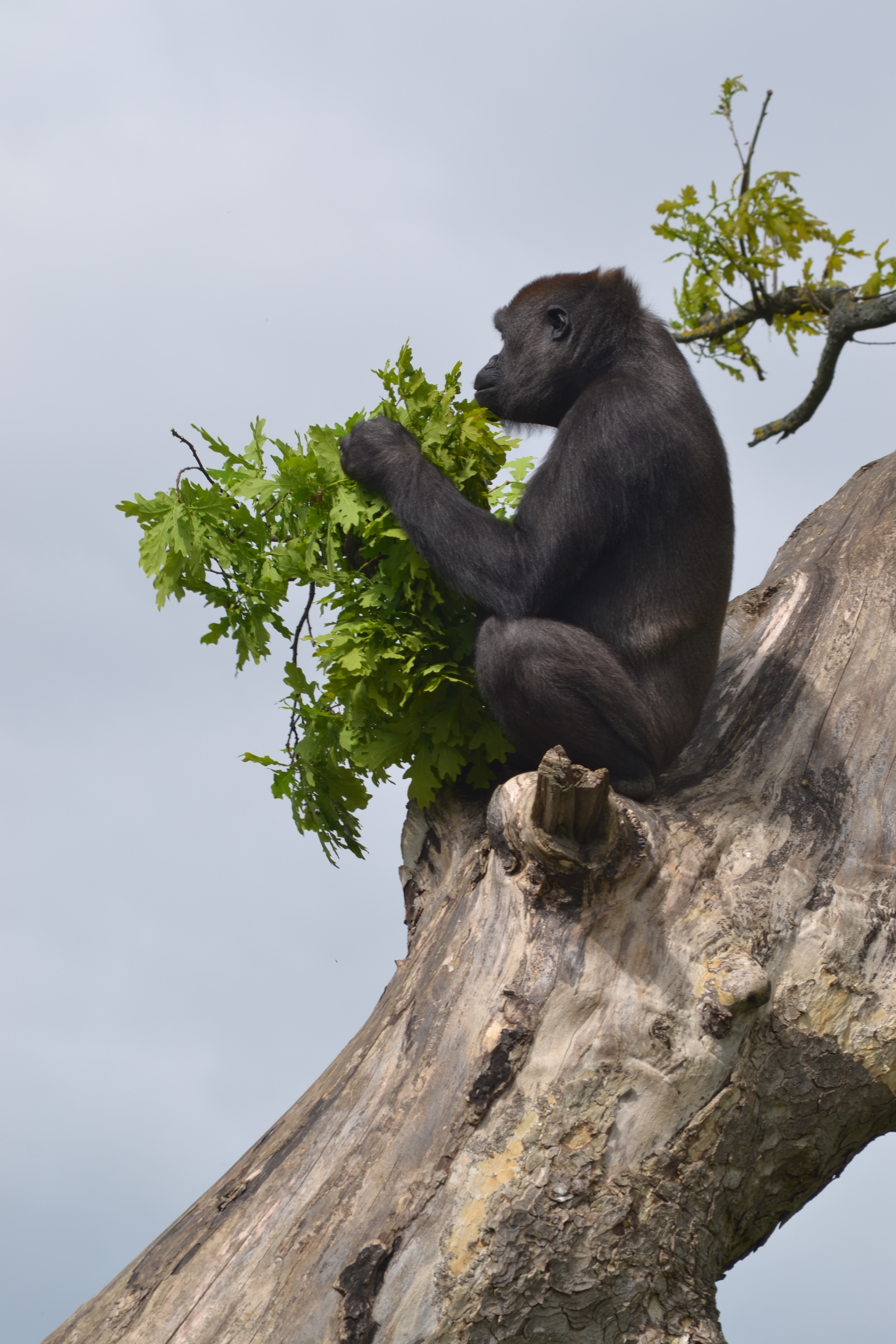 Горилла орангутан шимпанзе. Горилла и орангутанг. Горилла шимпанзе и орангутанг. Обезьяна на дереве. Мартышка на дереве.