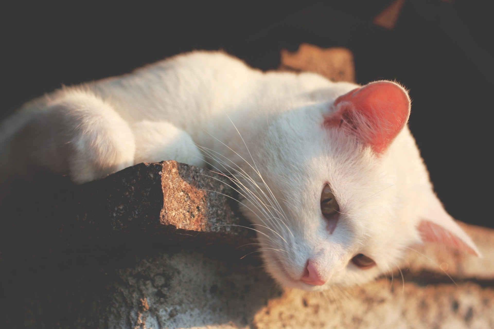 white tabby cat