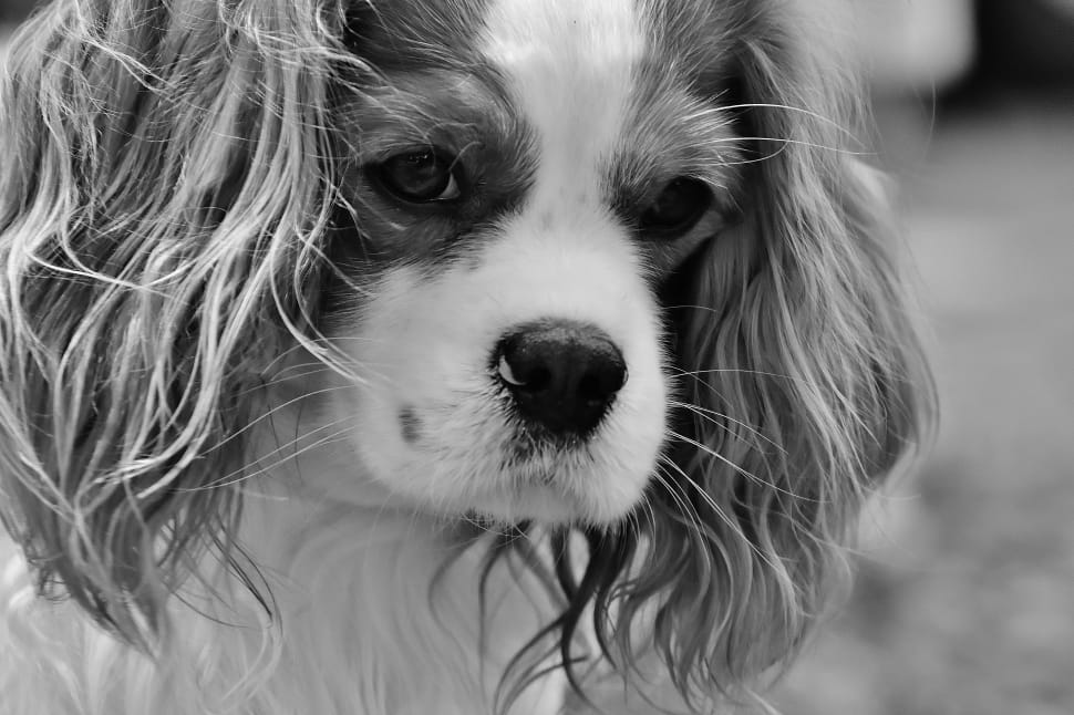 cavalier king charles spaniel preview