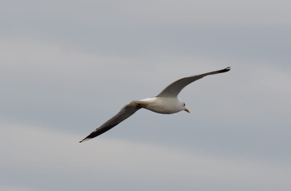 flying white Sea Gull preview