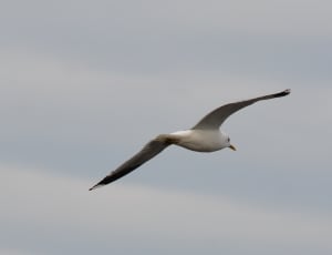 flying white Sea Gull thumbnail