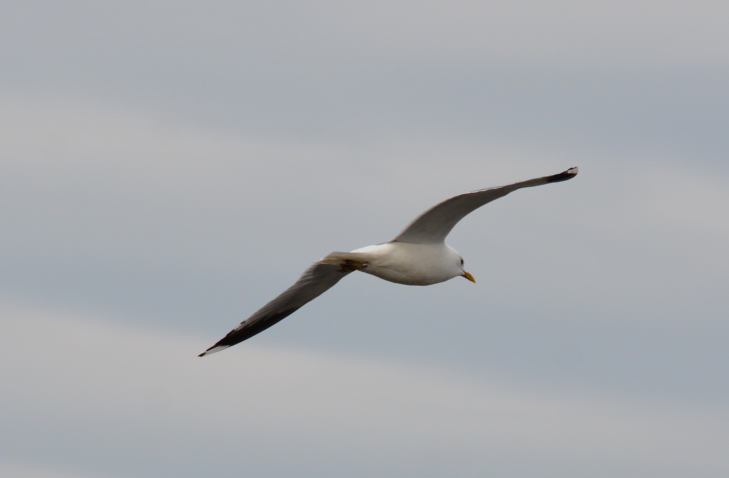 flying white Sea Gull