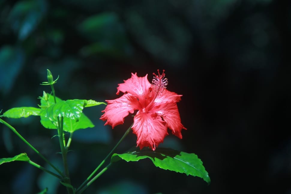 close up photography of red hibiscus preview