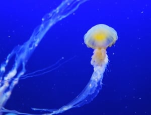 jellyfish image thumbnail