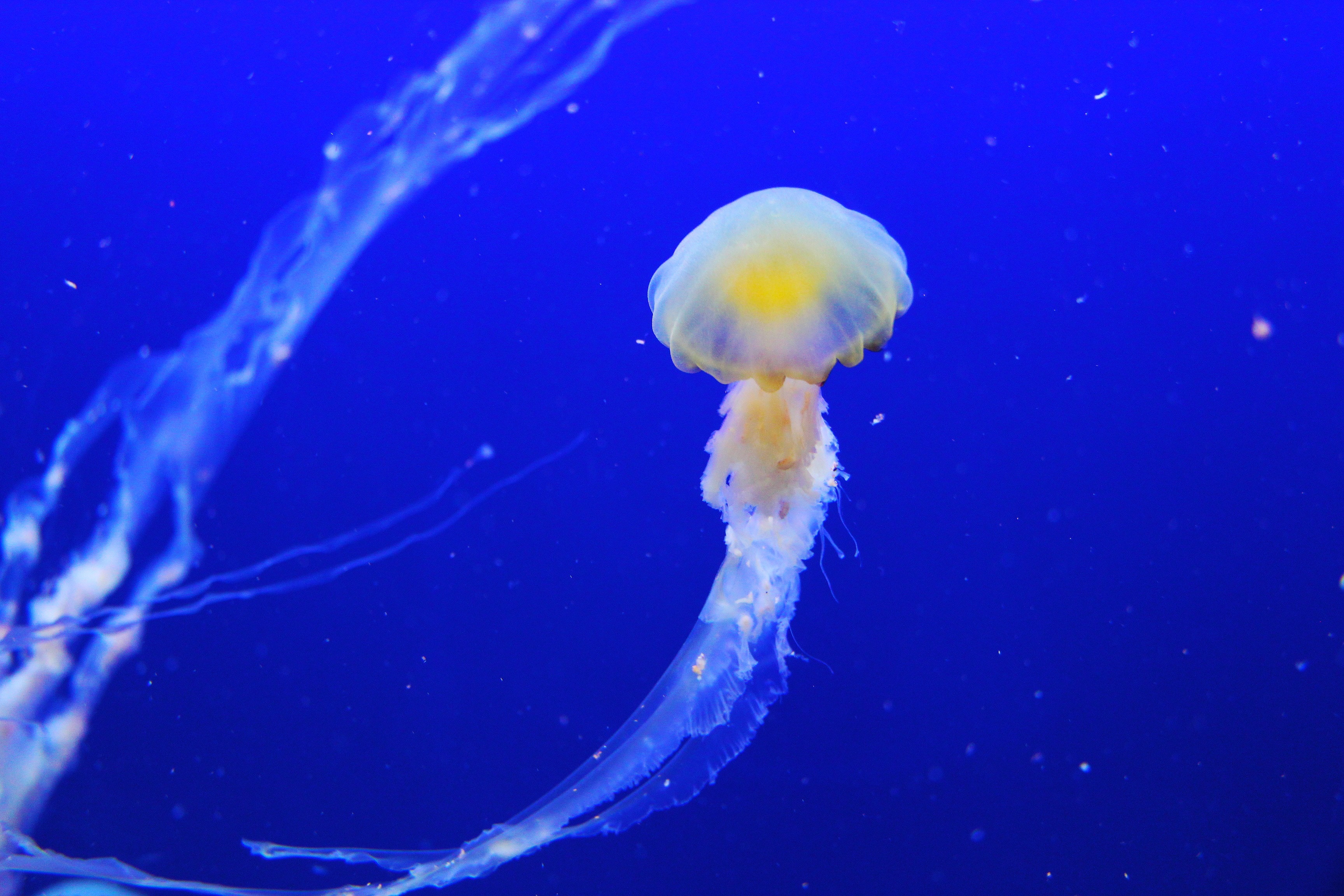 jellyfish image