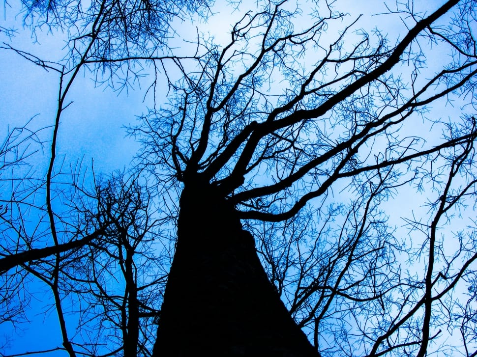 bare tree from low angle photography preview