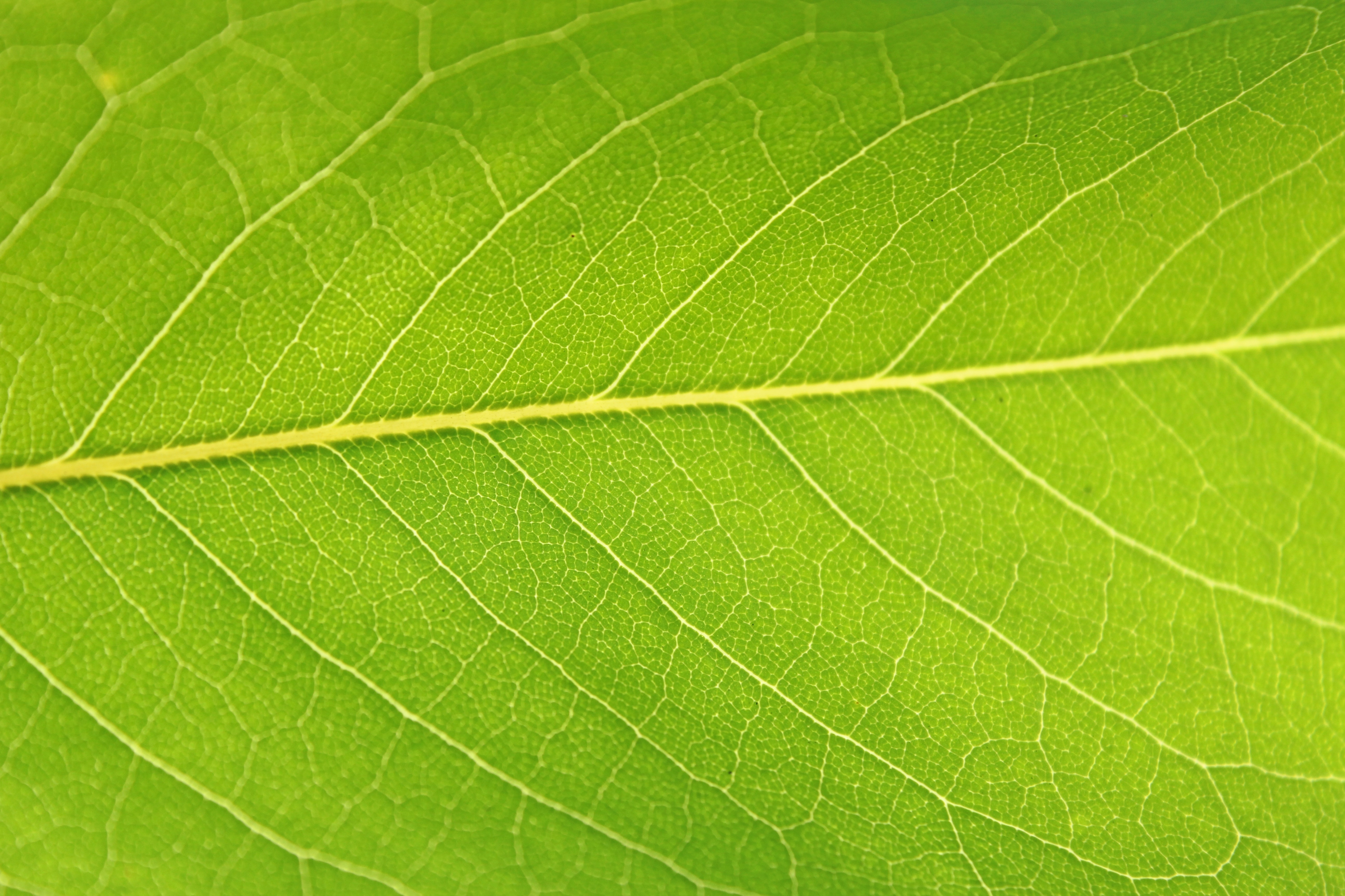 Лист зеленый пористый