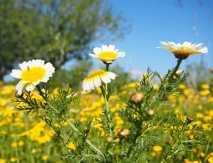 white and yellow daisy field thumbnail