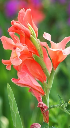 pink gladiolus thumbnail