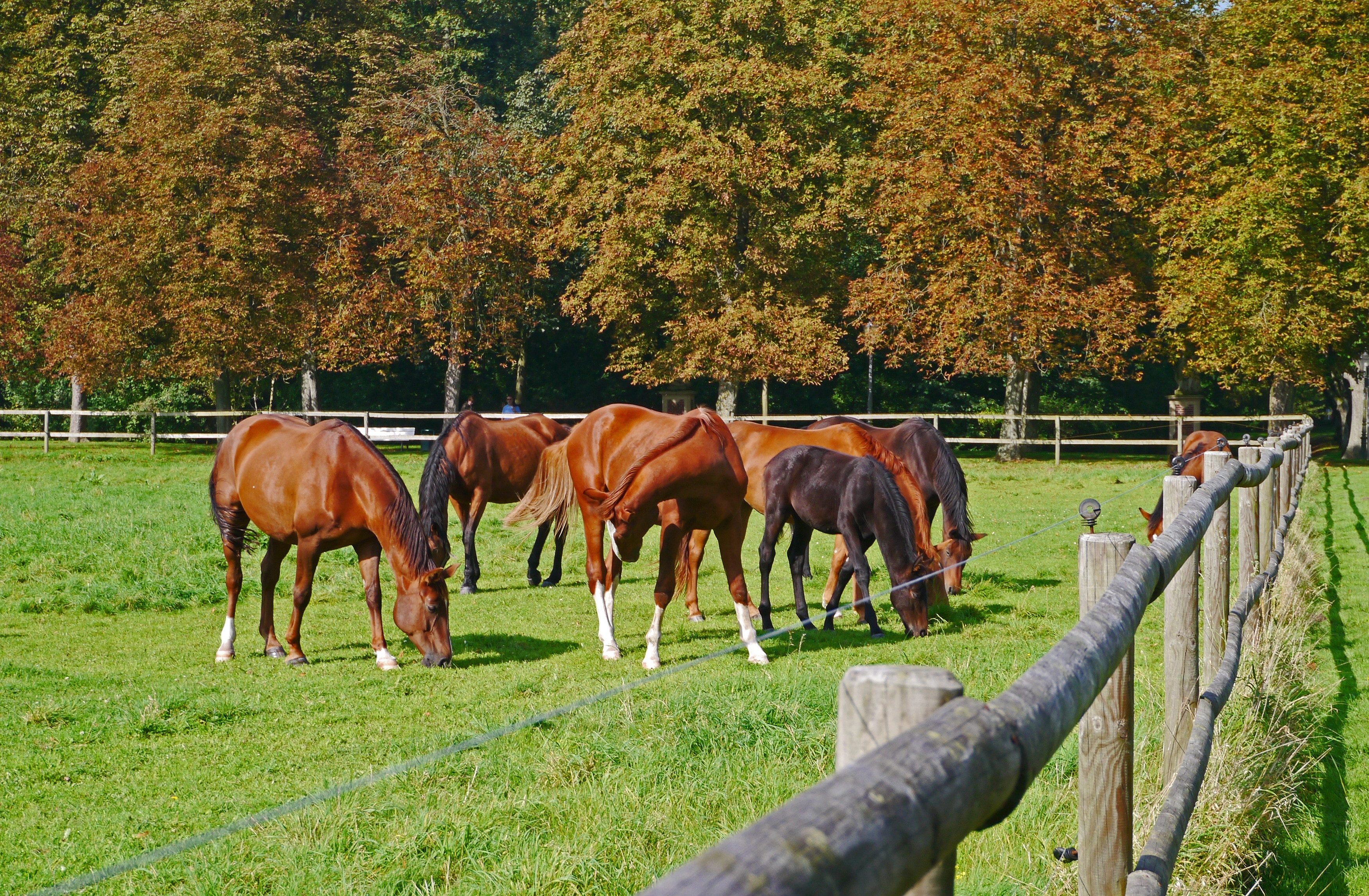 brown horses