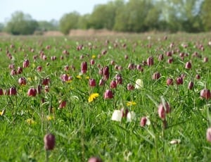 red rose field thumbnail