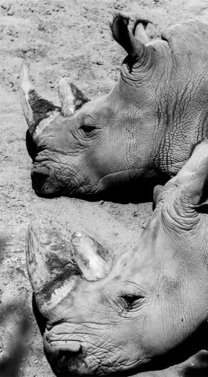2 gray rhinoceros thumbnail