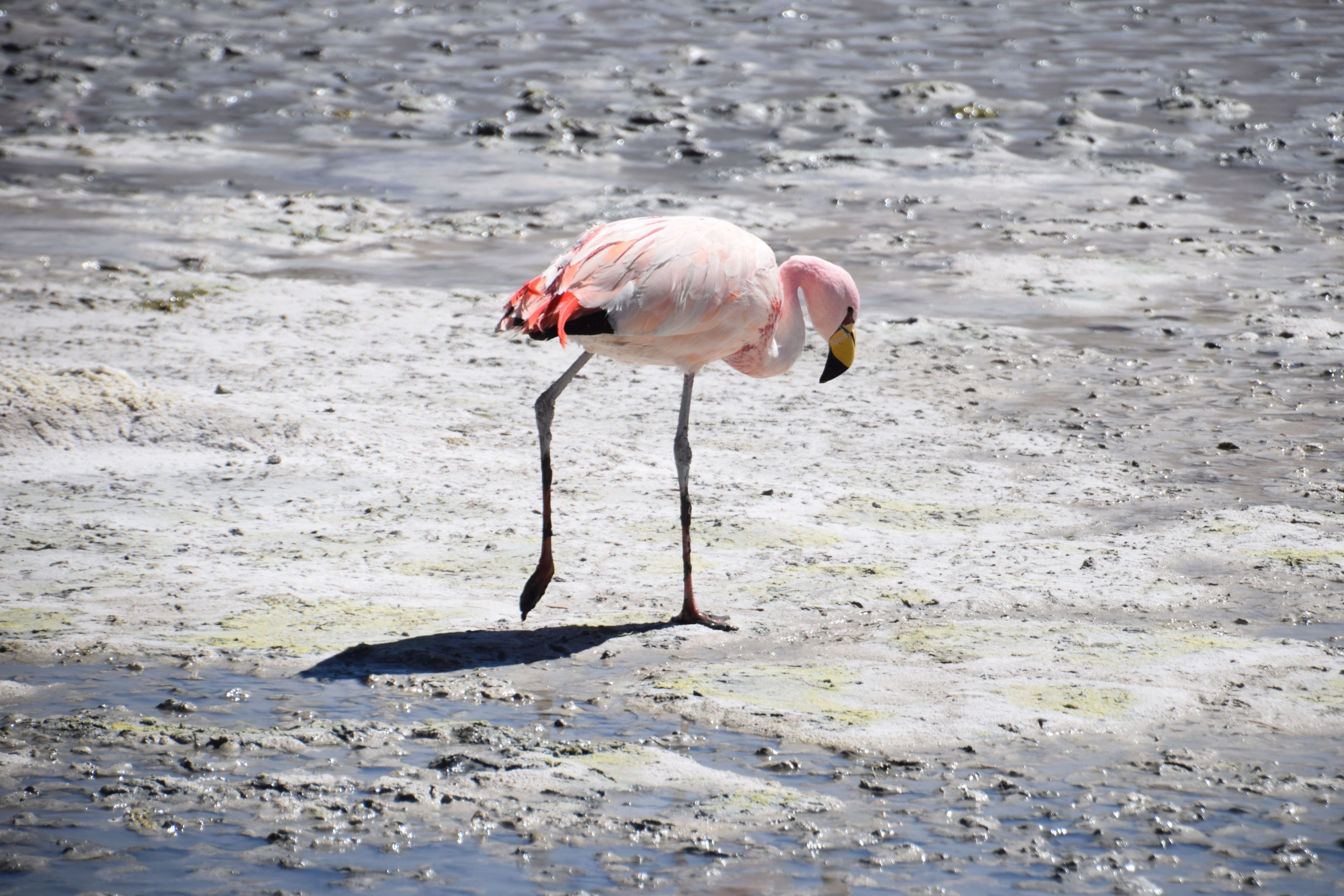 white and red flamingo