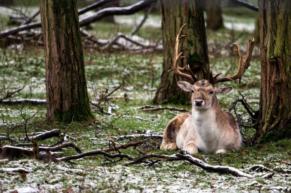 Fallow Deer, Forest, Nature, Wild, animal wildlife, animals in the wild preview