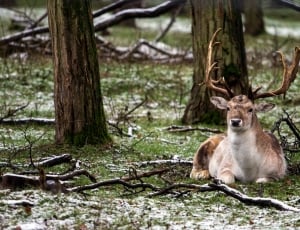 Fallow Deer, Forest, Nature, Wild, animal wildlife, animals in the wild thumbnail