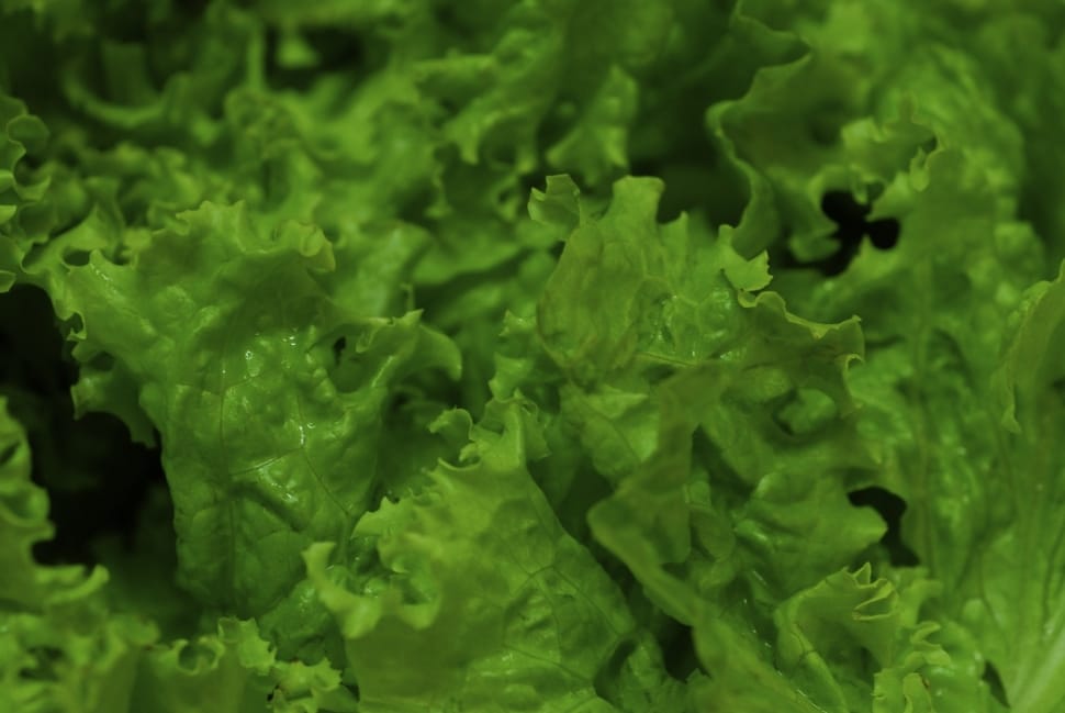 Lettuce, Greens, Vegetables, Vegetable, green color, vegetable preview