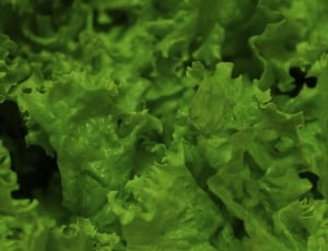 Lettuce, Greens, Vegetables, Vegetable, green color, vegetable thumbnail