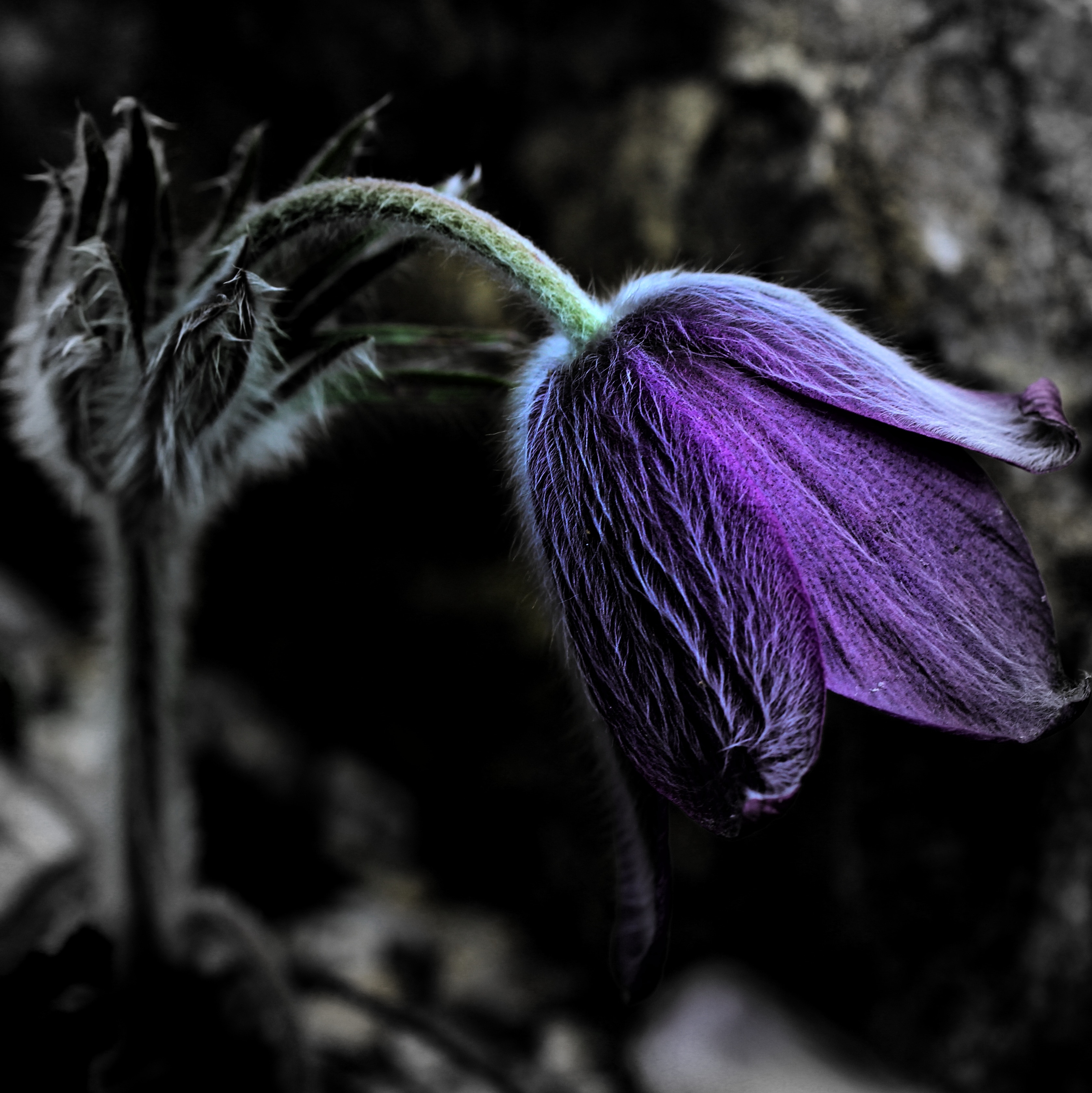 Green, Nature, Flower, Bloom, Spring, close-up, fragility