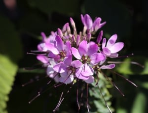 purple petal flowers thumbnail