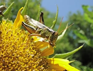 eastern lobber grasshopper on yellow flower thumbnail
