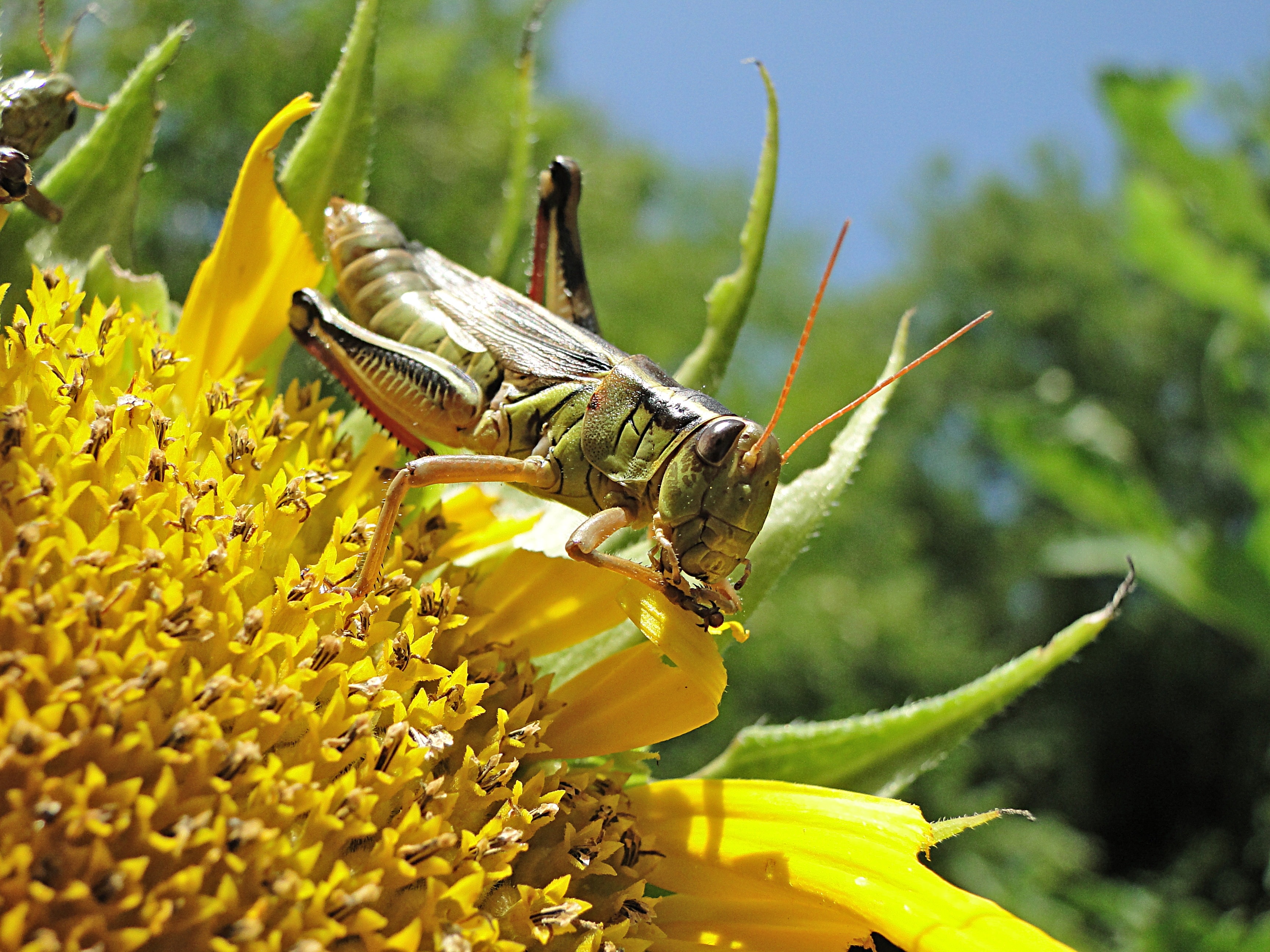 eastern lobber grasshopper on yellow flower