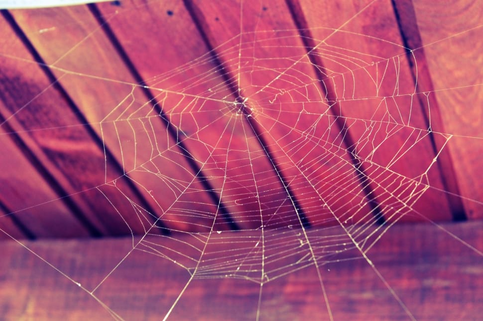 Nature, Cobweb, Web, Spider, Halloween, spider web, spider preview