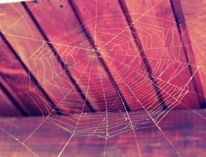 Nature, Cobweb, Web, Spider, Halloween, spider web, spider thumbnail