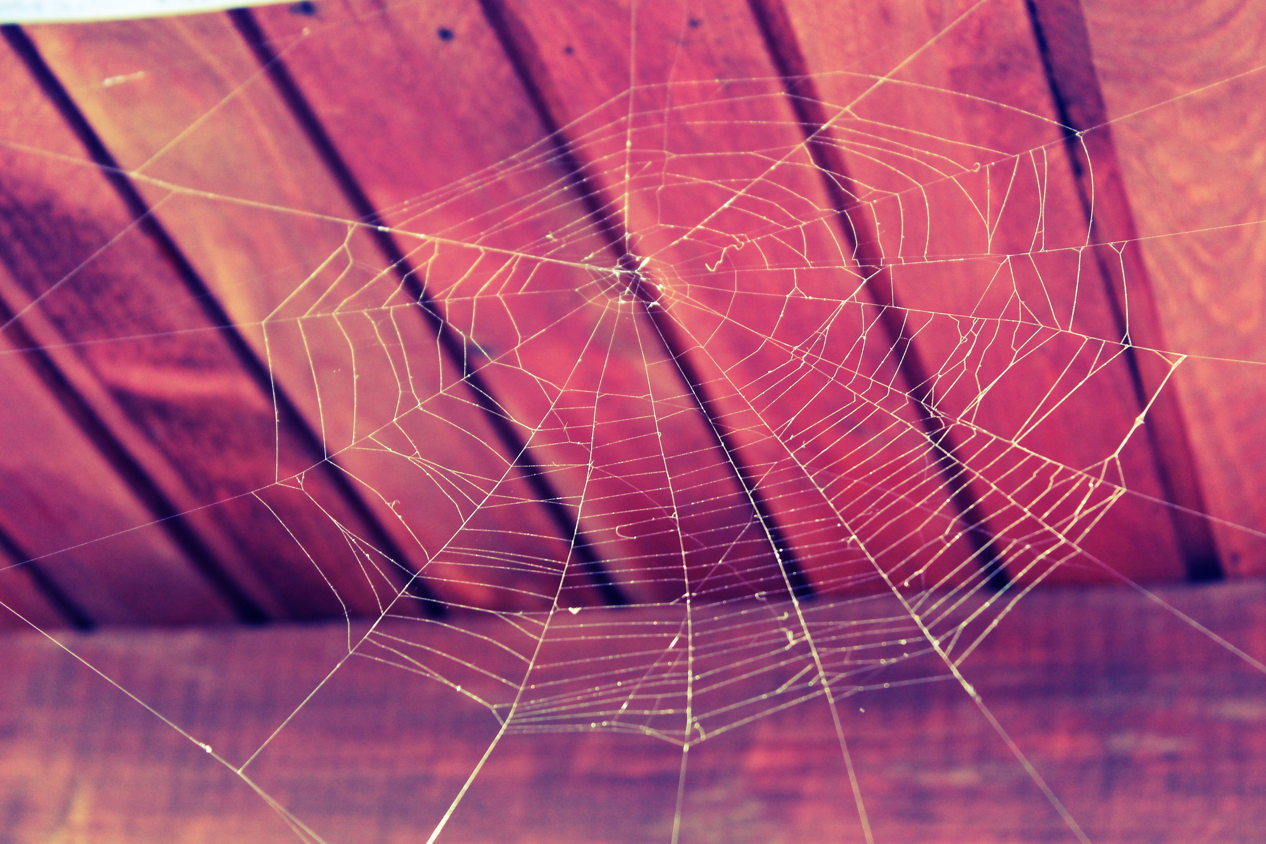 Nature, Cobweb, Web, Spider, Halloween, spider web, spider
