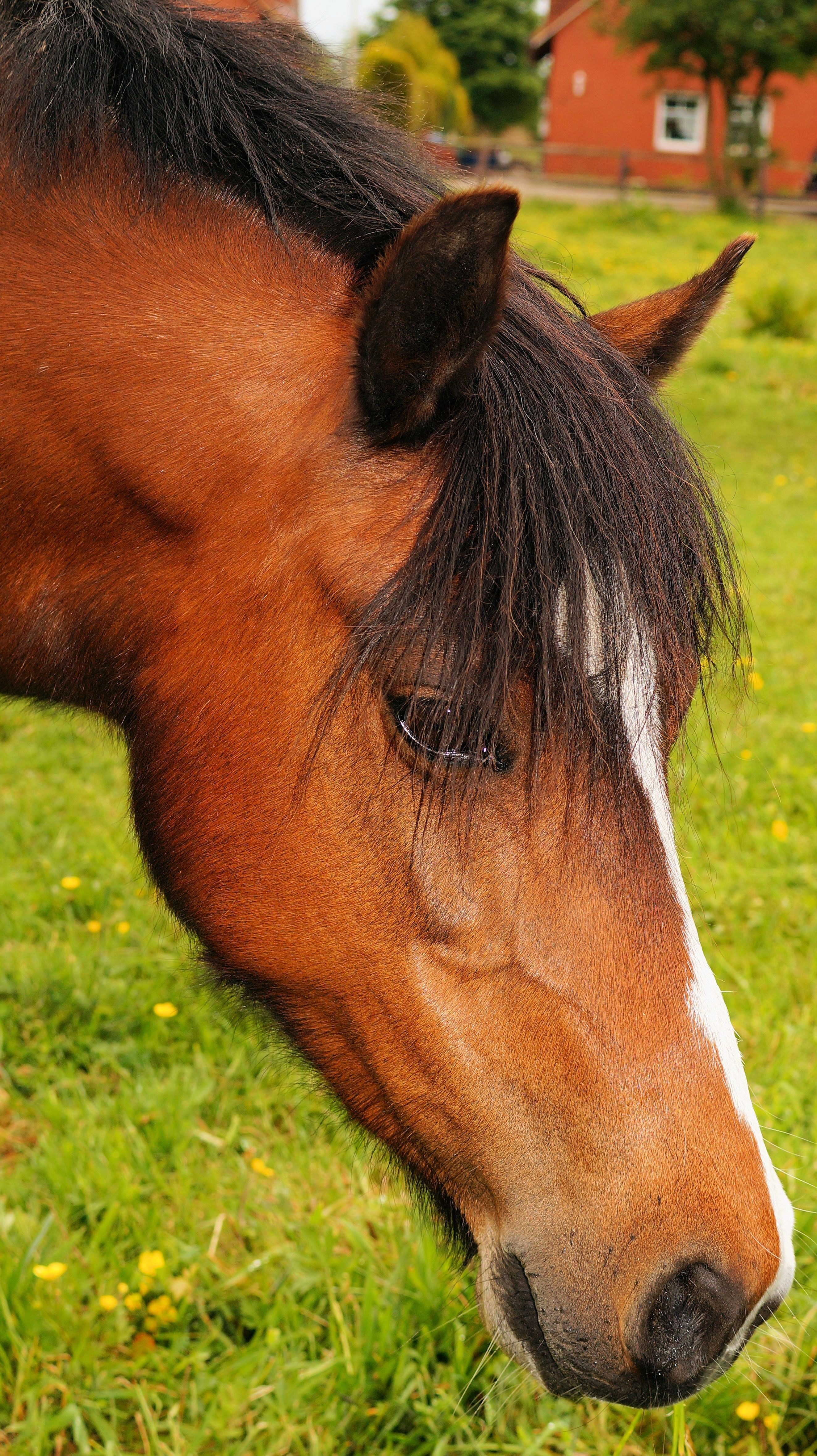 brown stallion