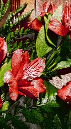 red peruvian lilies thumbnail