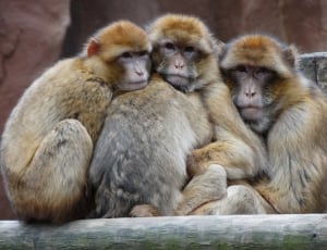 3 primates thumbnail