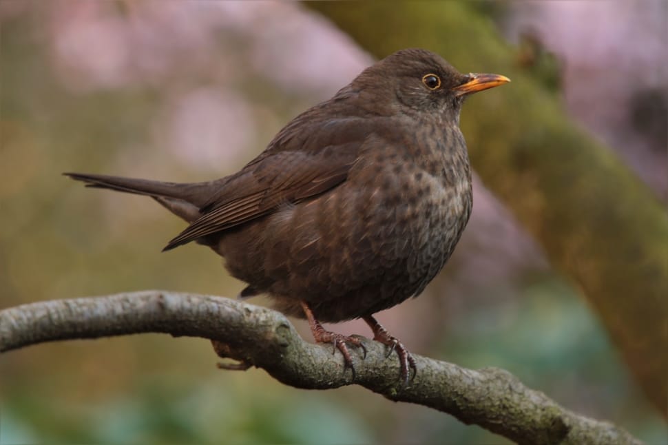 black bird on tree branch preview