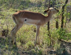 Steppe, South Africa, Antelope, Gazelle, one animal, animals in the wild thumbnail