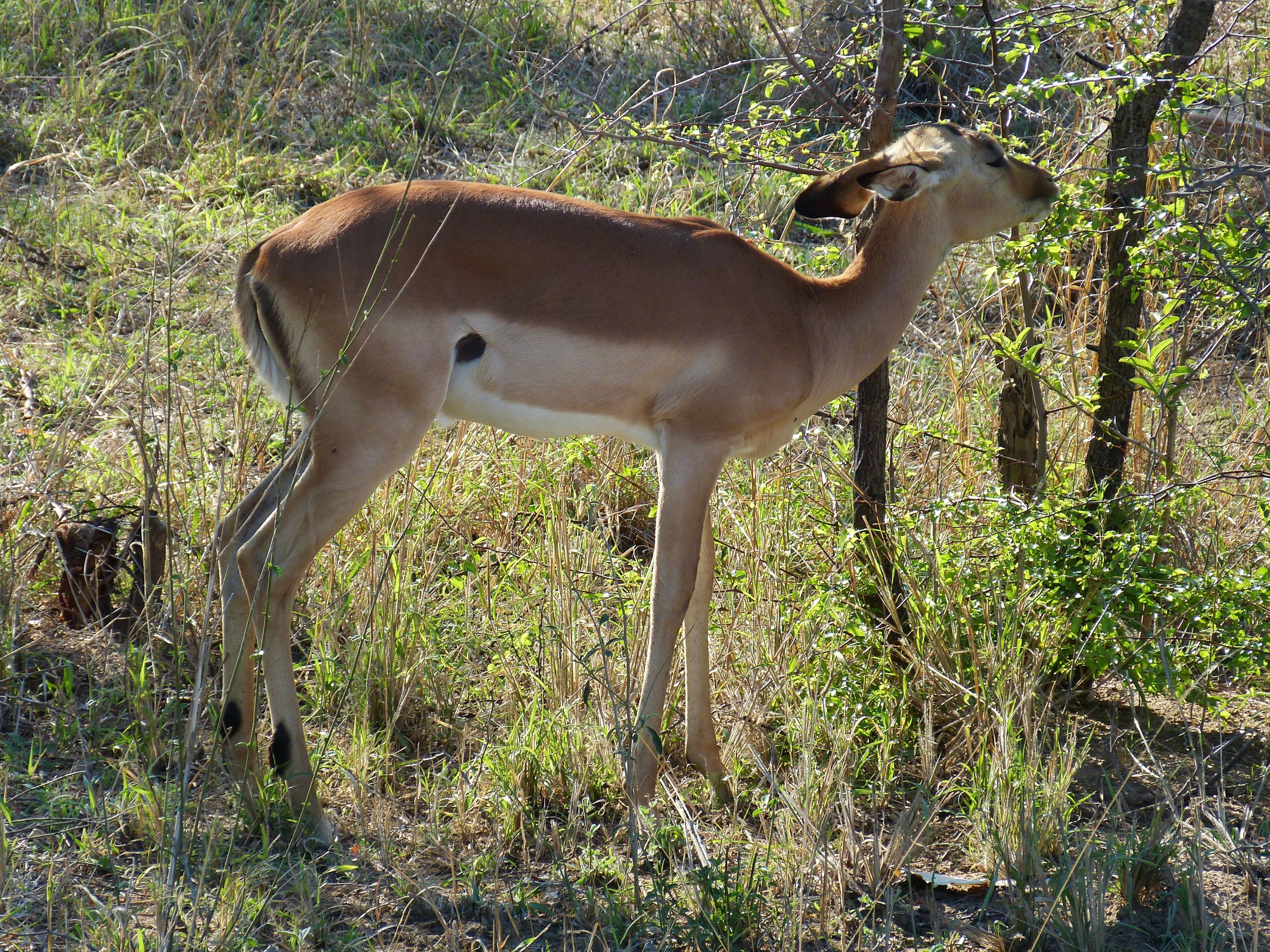 Steppe, South Africa, Antelope, Gazelle, one animal, animals in the wild