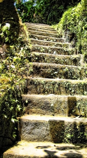 Rise, Leaves, Stairs, Bush, Overgrown, steps, steps and staircases thumbnail