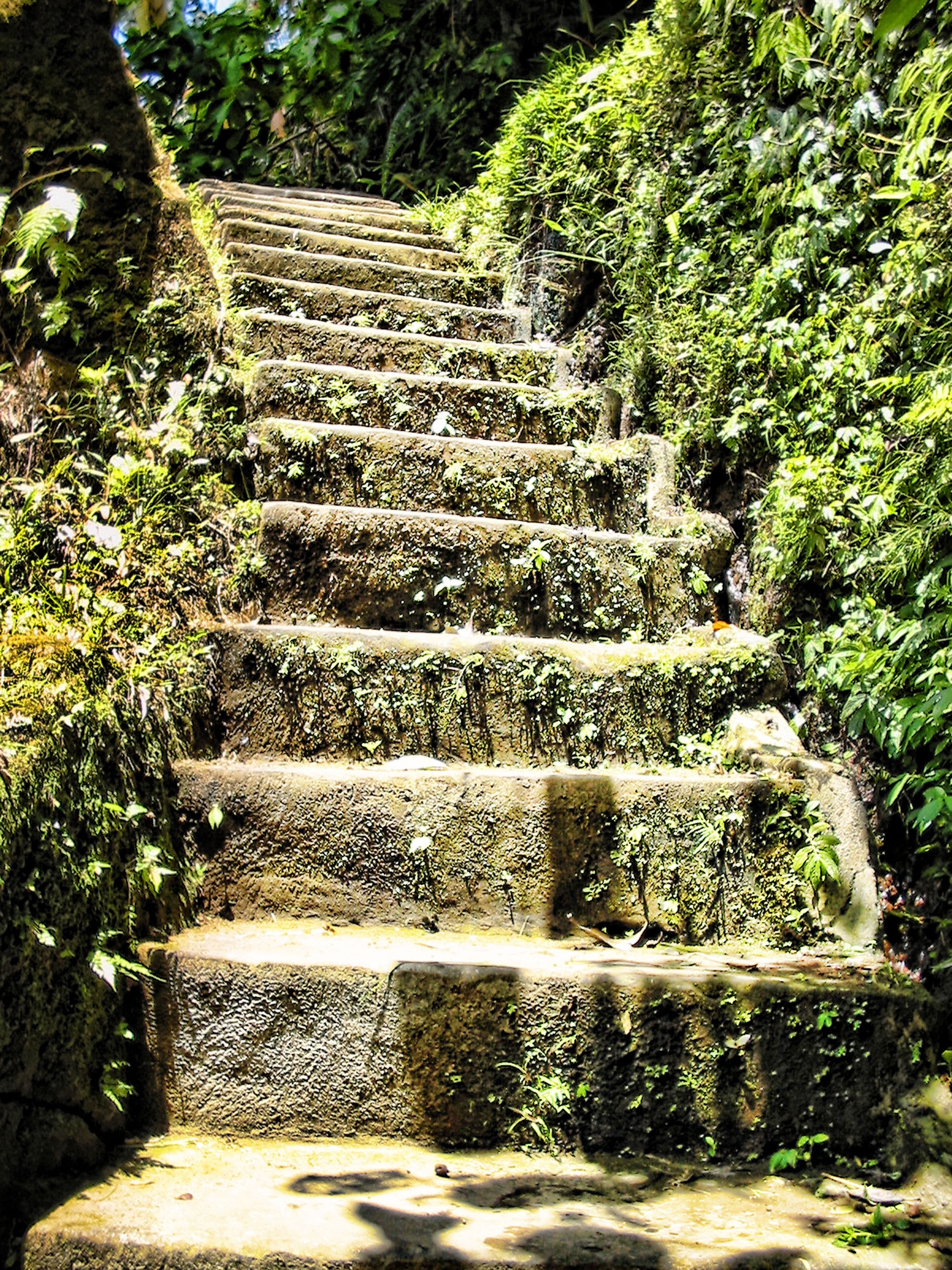 Rise, Leaves, Stairs, Bush, Overgrown, steps, steps and staircases