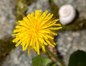 yellow flower in focus lens photography thumbnail