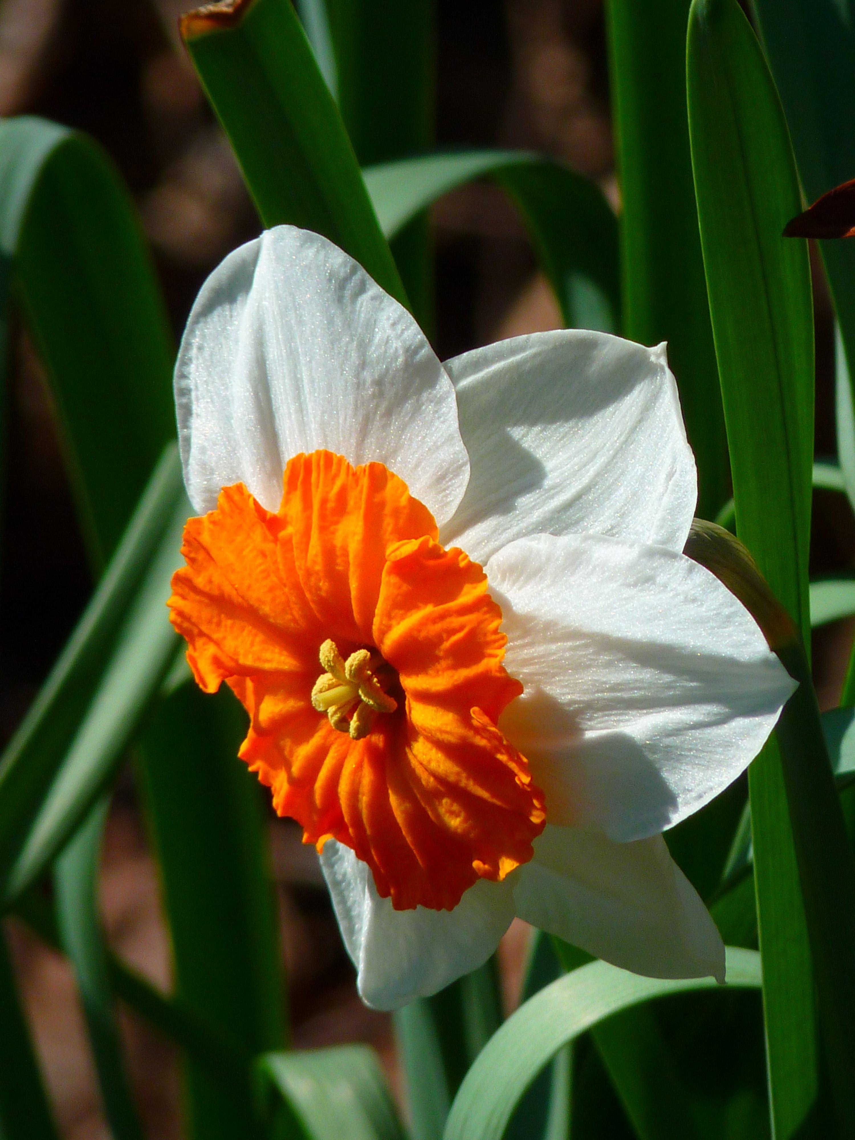 white and orange flower