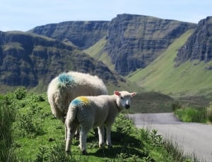 two white sheep on grass field thumbnail