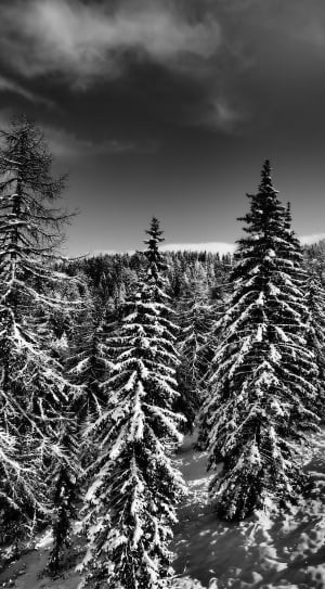 grayscale landscape scenery photo of snow covered pine trees thumbnail