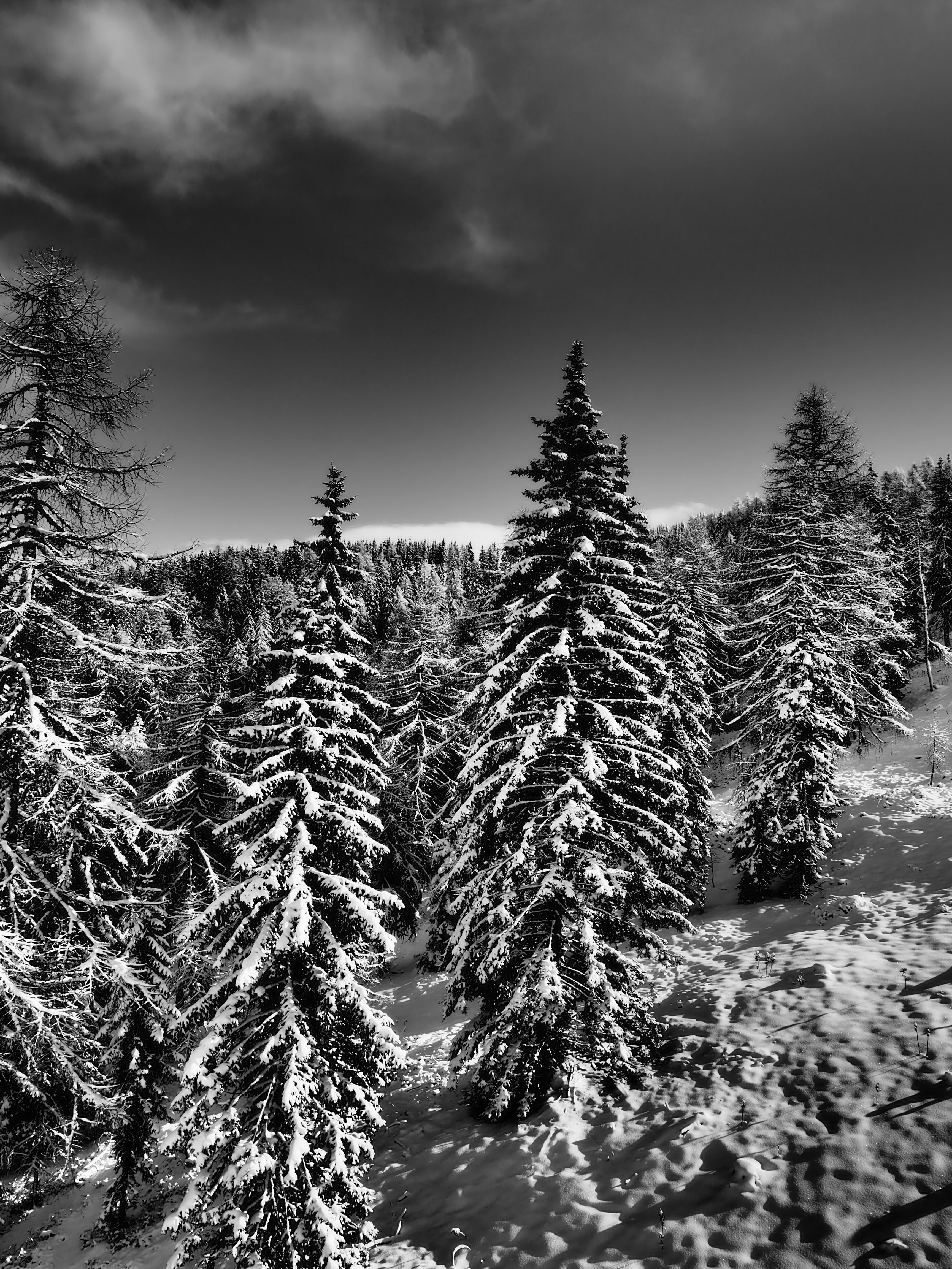 grayscale landscape scenery photo of snow covered pine trees