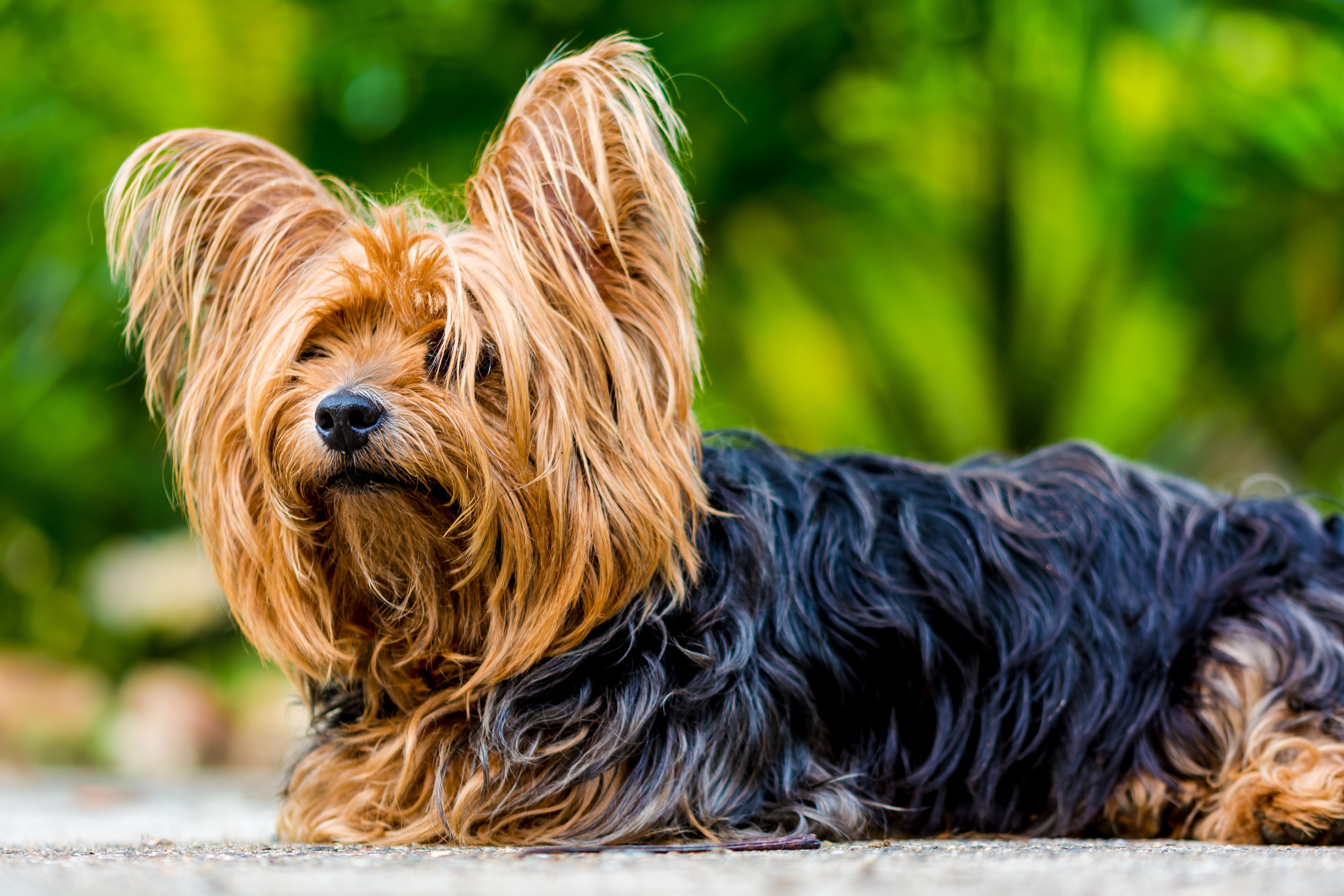 Terrier, Yorkshire Terrier, Dog, dog, pets