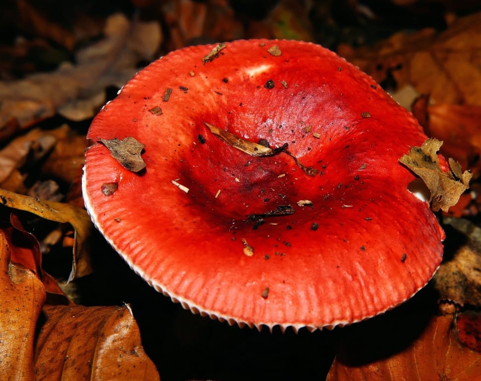 Mushroom, Fly Agaric, Forest, food and drink, red preview