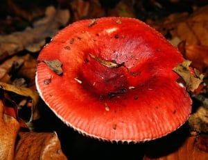 Mushroom, Fly Agaric, Forest, food and drink, red thumbnail
